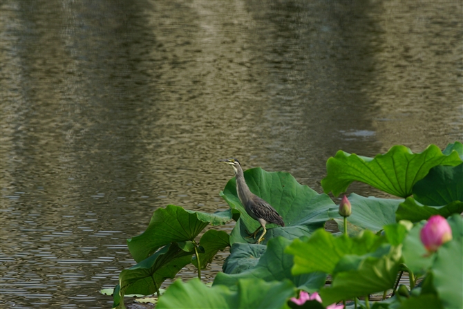 TTSC,Striated Heron