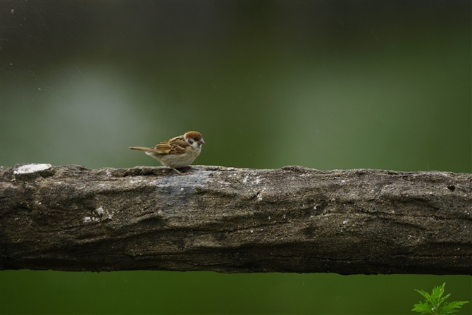 XY,Eurasian Tree Sparrow