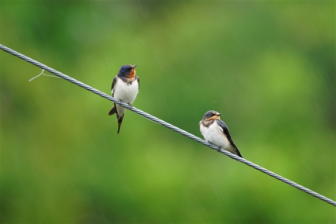 co,Barn Swallow