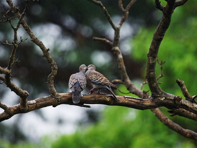 LWog,Oriental Turtle Dove