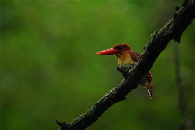 AJVEr,Ruddy Kingfisher