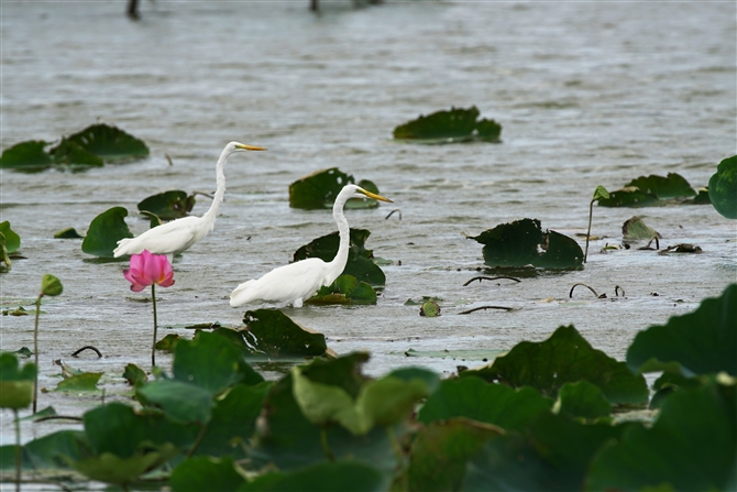 `E_CTM,Eastern Great Egret