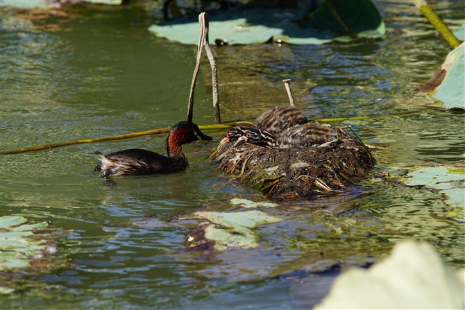 JCcu,Little Grebe