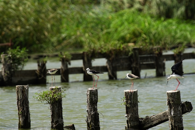 ZC^JVM,Black-winged Stilt