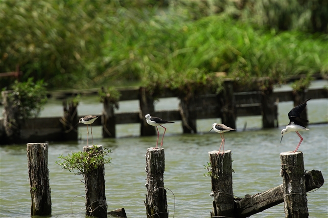 ZC^JVM,Black-winged Stilt