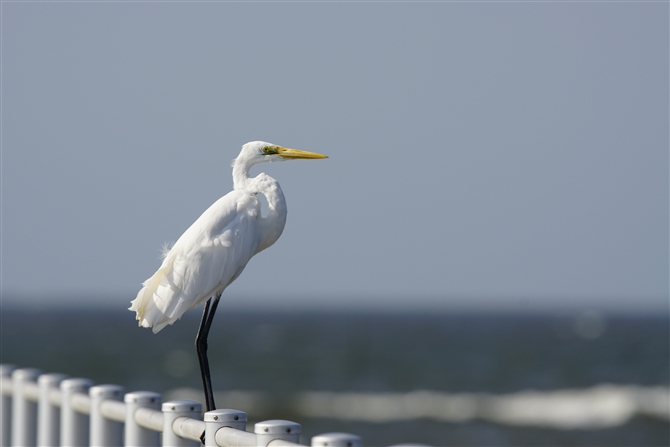 `E_CTM,Eastern Great Egret