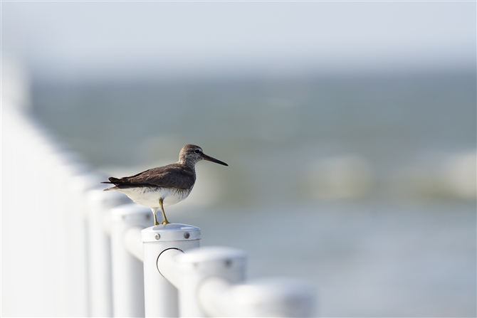 LAVVM,Grey-tailed Tattler