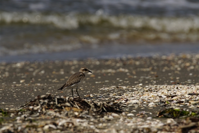 _C`h,Mongolian Plover