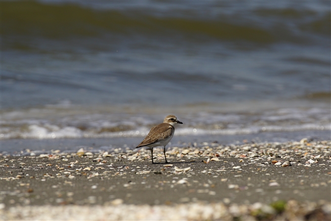 _C`h,Mongolian Plover