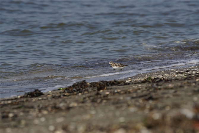 gEl,Rufous-necked Stint