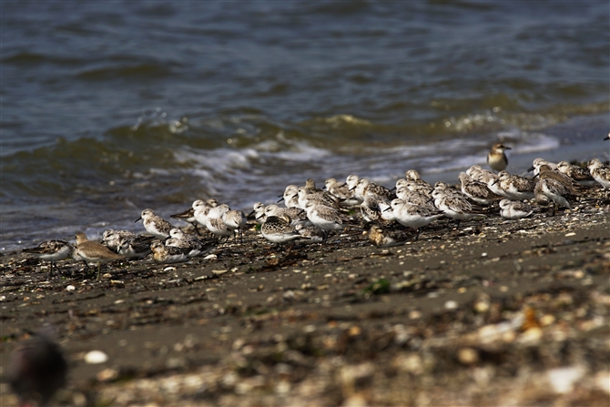 ~rVM,Sanderling