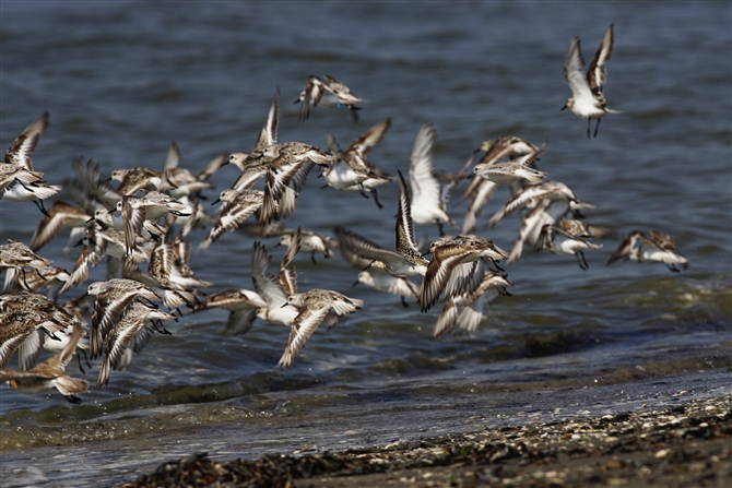 ~rVM,Sanderling