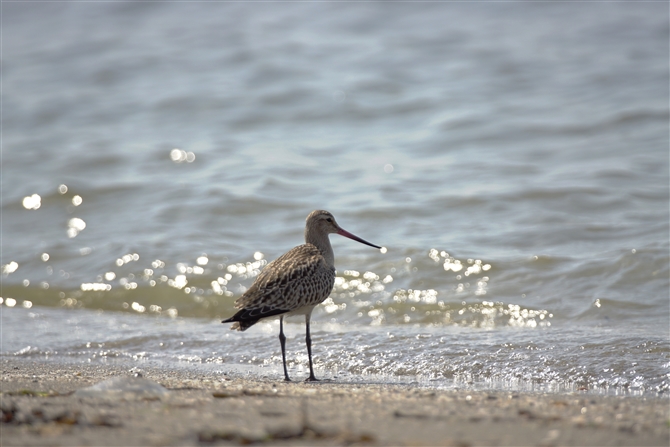 II\nVVM,Bar-tailed Godwit