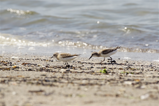 gEl,Rufous-necked Stint