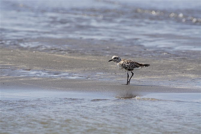 _C[,Grey Plover