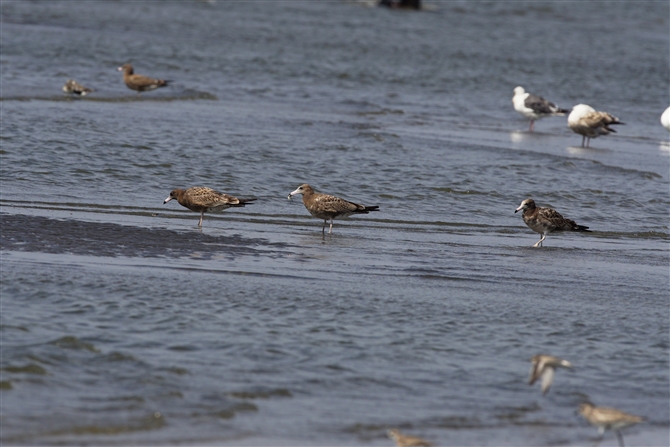 E~lR,Black-tailed Gull