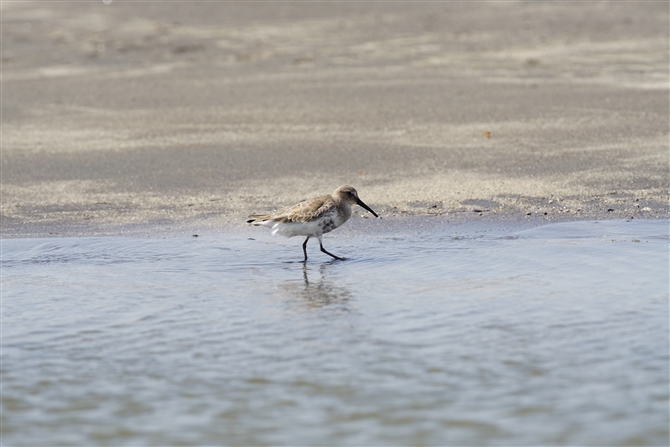 n}VM,Dunlin