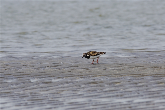 LEWVM,Ruddy Turnstone