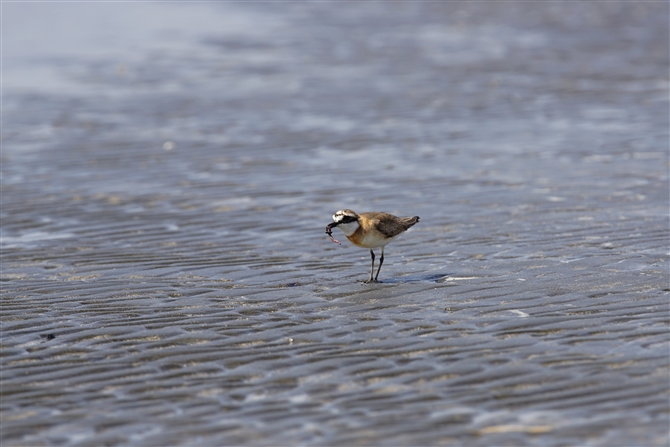 _C`h,Mongolian Plover