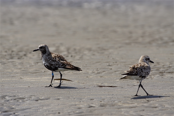 _C[,Grey Plover