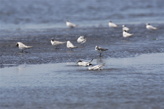 AWTV,Common Tern