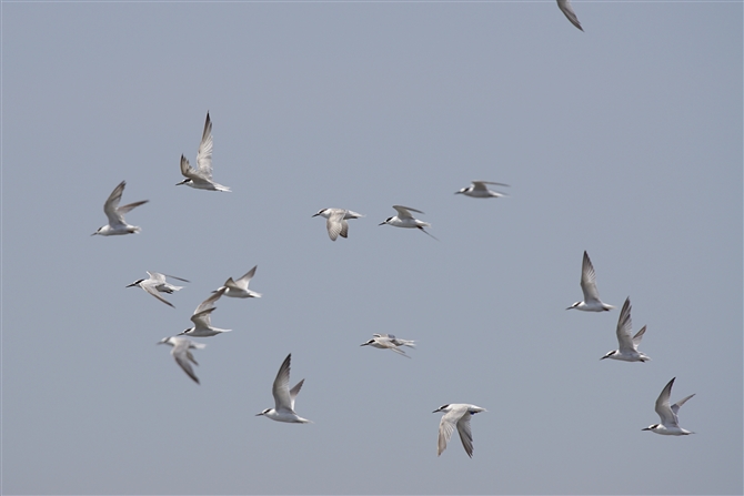 AWTV,Common Tern