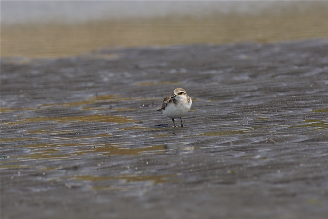 V`h,Kentish Plover