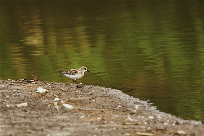 gEl,Rufous-necked Stint