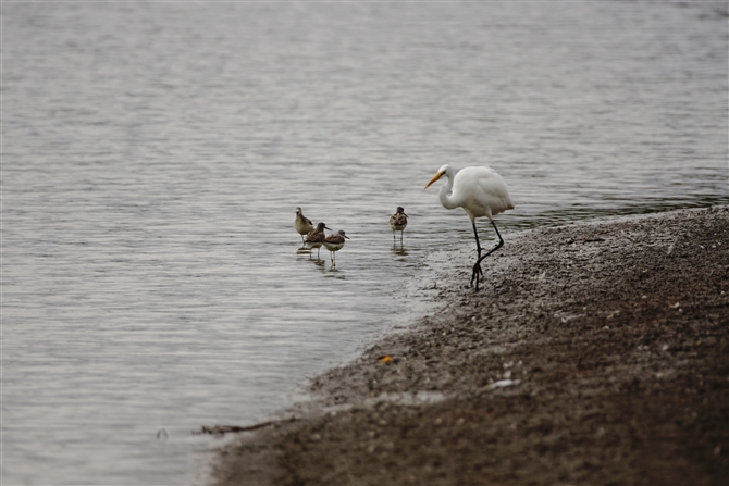 `E_CTM,Eastern Great Egret