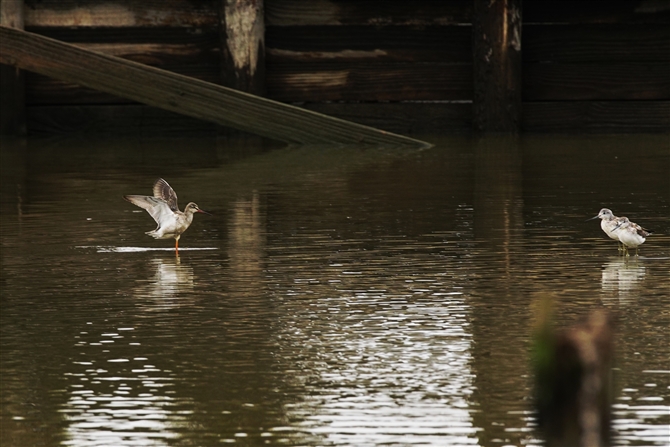 cVM,Spotted Redshank