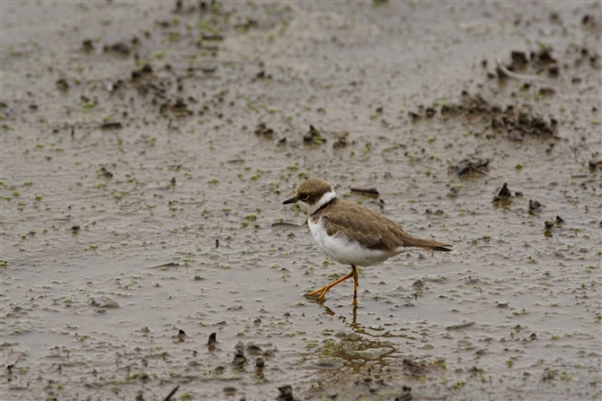 R`h,Kentish Plover