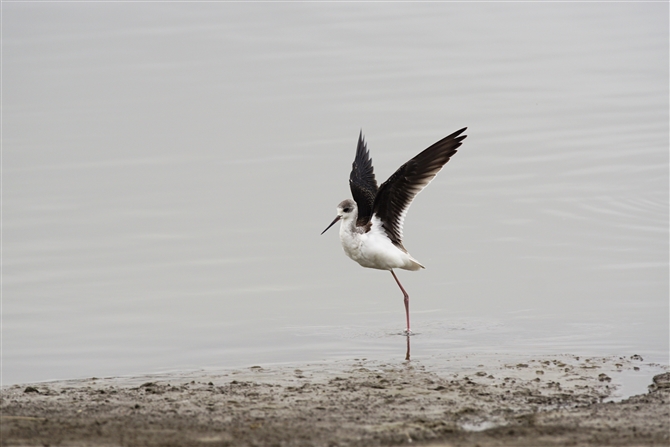 ZC^JVM,Black-winged Stilt