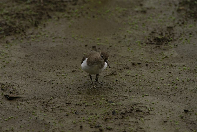 C\VM,Common Sandpiper