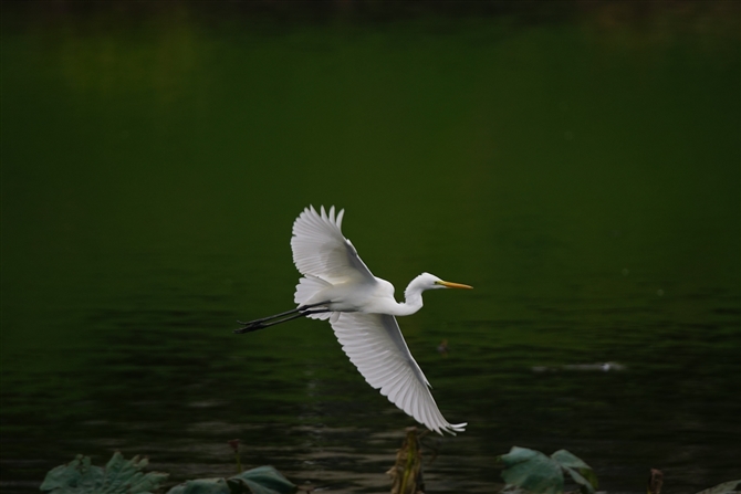 `E_CTM,Eastern Great Egret