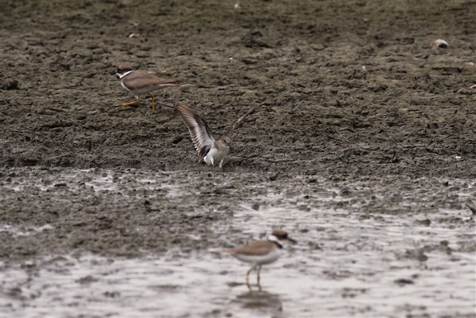 IWgEl,Temminck's Stint