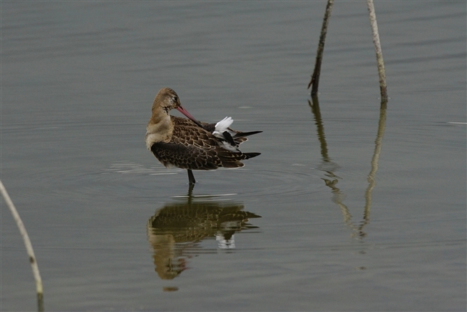 IOVM,Black-tailed Godwit