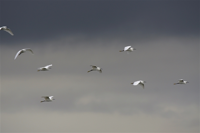 RTM,Little Egret