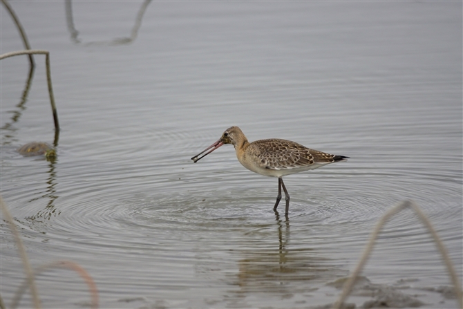 IOVM,Black-tailed Godwit