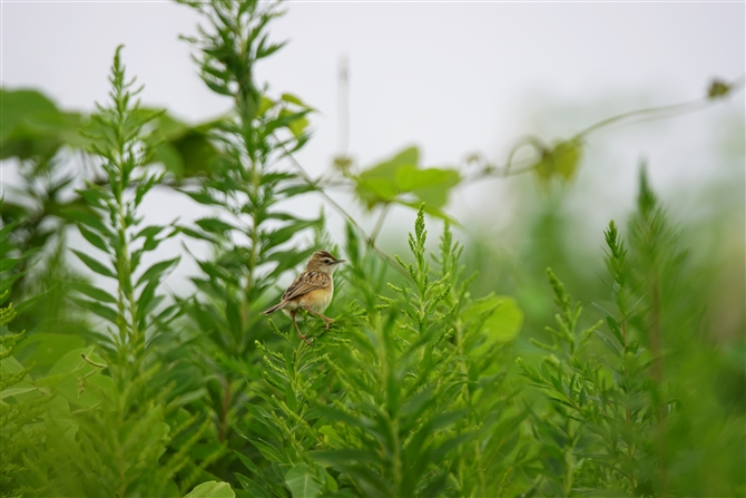 ZbJ,Zitting Cisticola