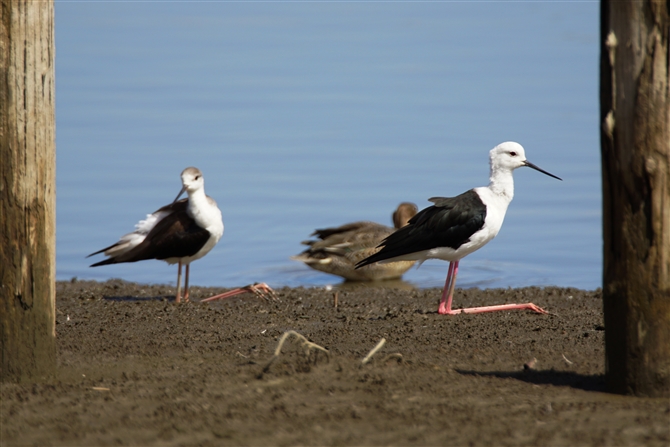 ZC^JVM,Black-winged Stilt