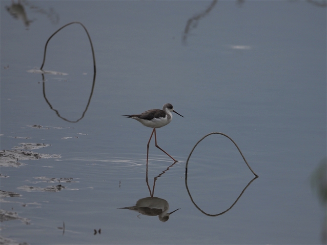 ZC^JVM,Black-winged Stilt