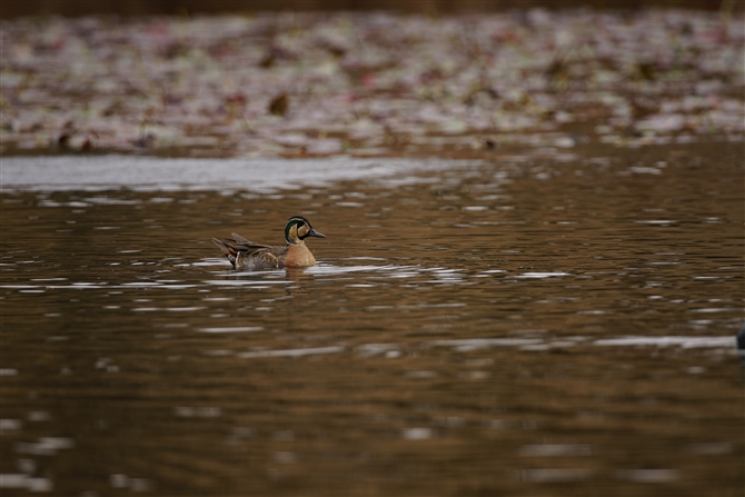 gGK,Baikal Teal