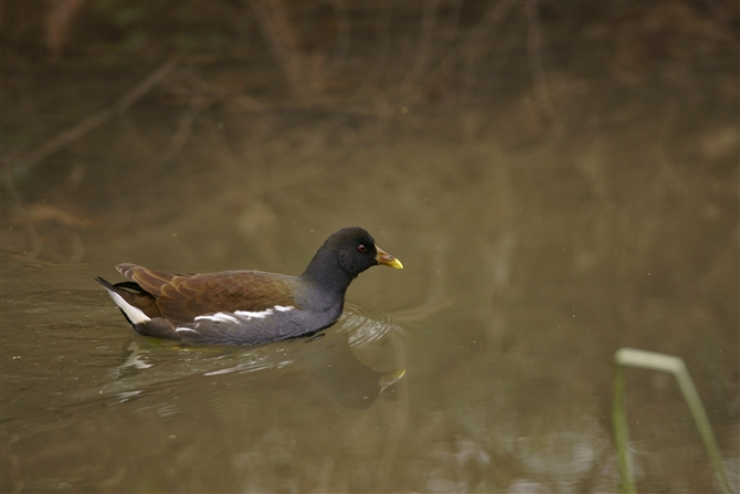 o,Common Moorhen