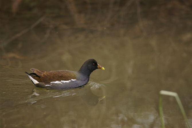 o,Common Moorhen