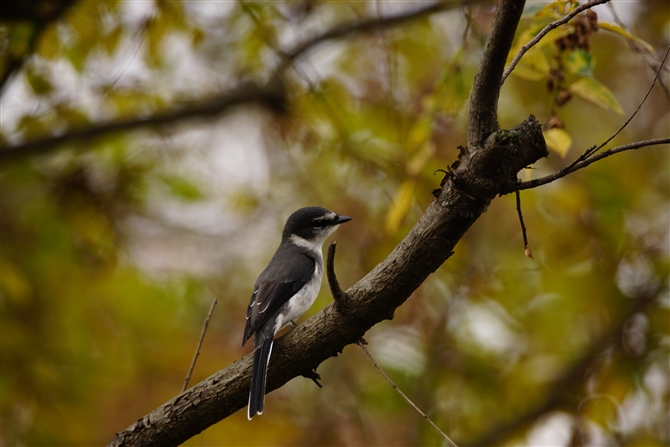 ELETVENC,Ryukyu Minivet