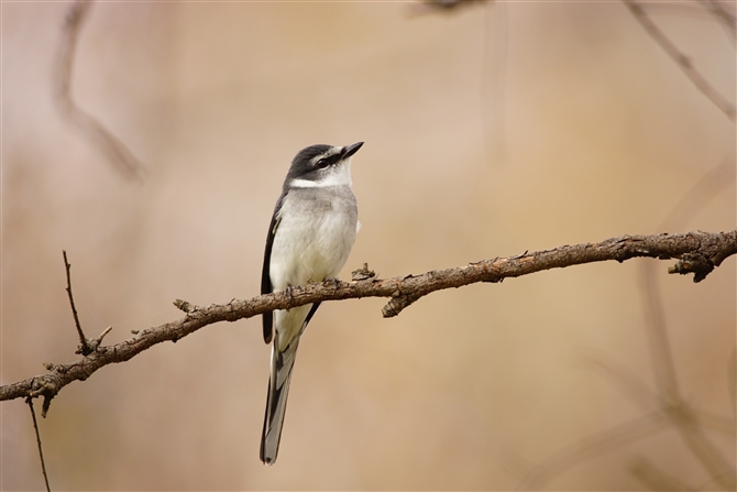 ELETVENC,Ryukyu Minivet