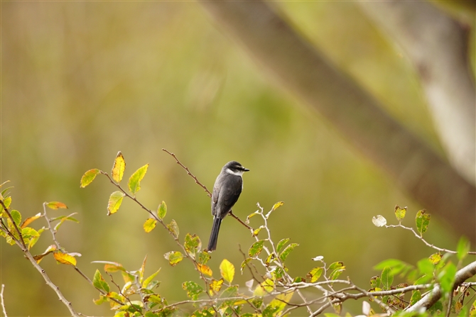 ELETVENC,Ryukyu Minivet