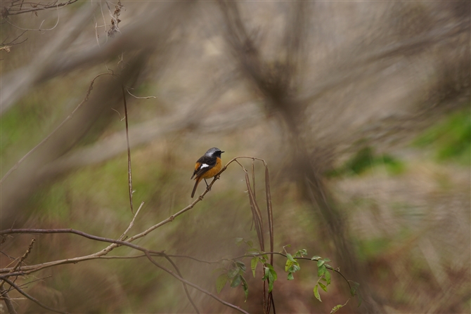 WEr^L,Daurian Redstart