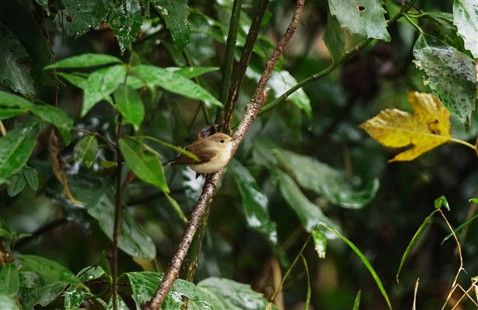 IWr^L,Taiga Flycatcher