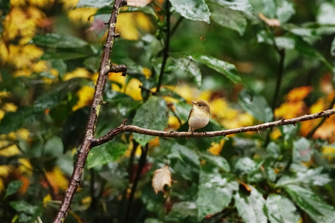 IWr^LTaiga Flycatcher